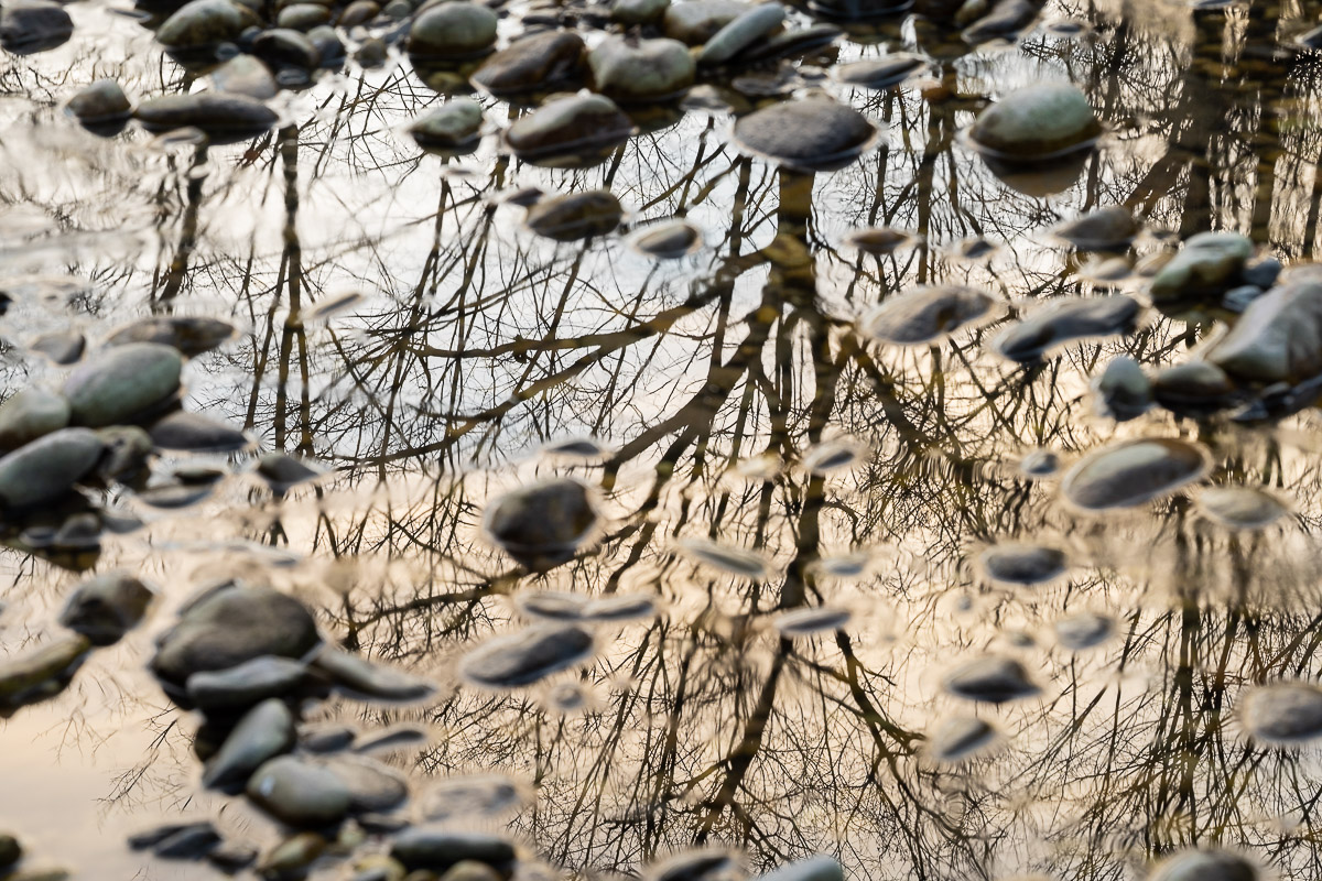 Bäume wachsen nicht nur in den Himmel