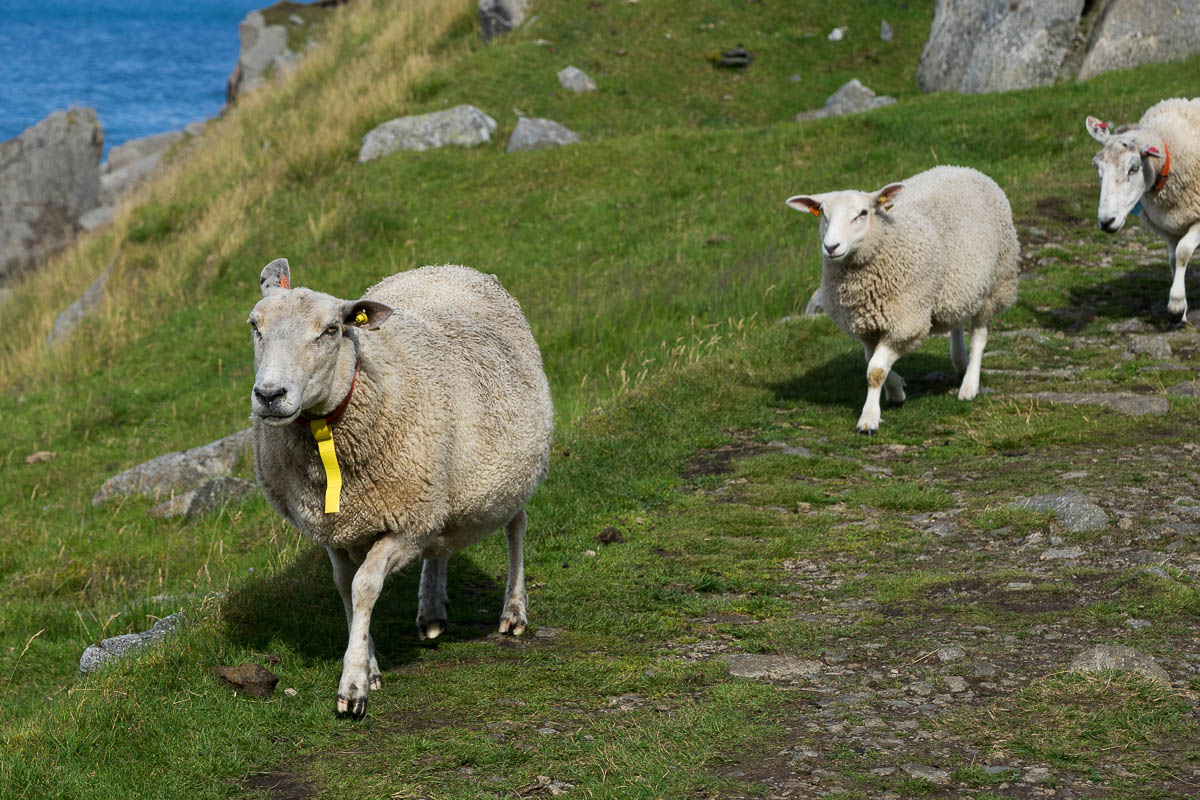 Vortritt am Wanderweg