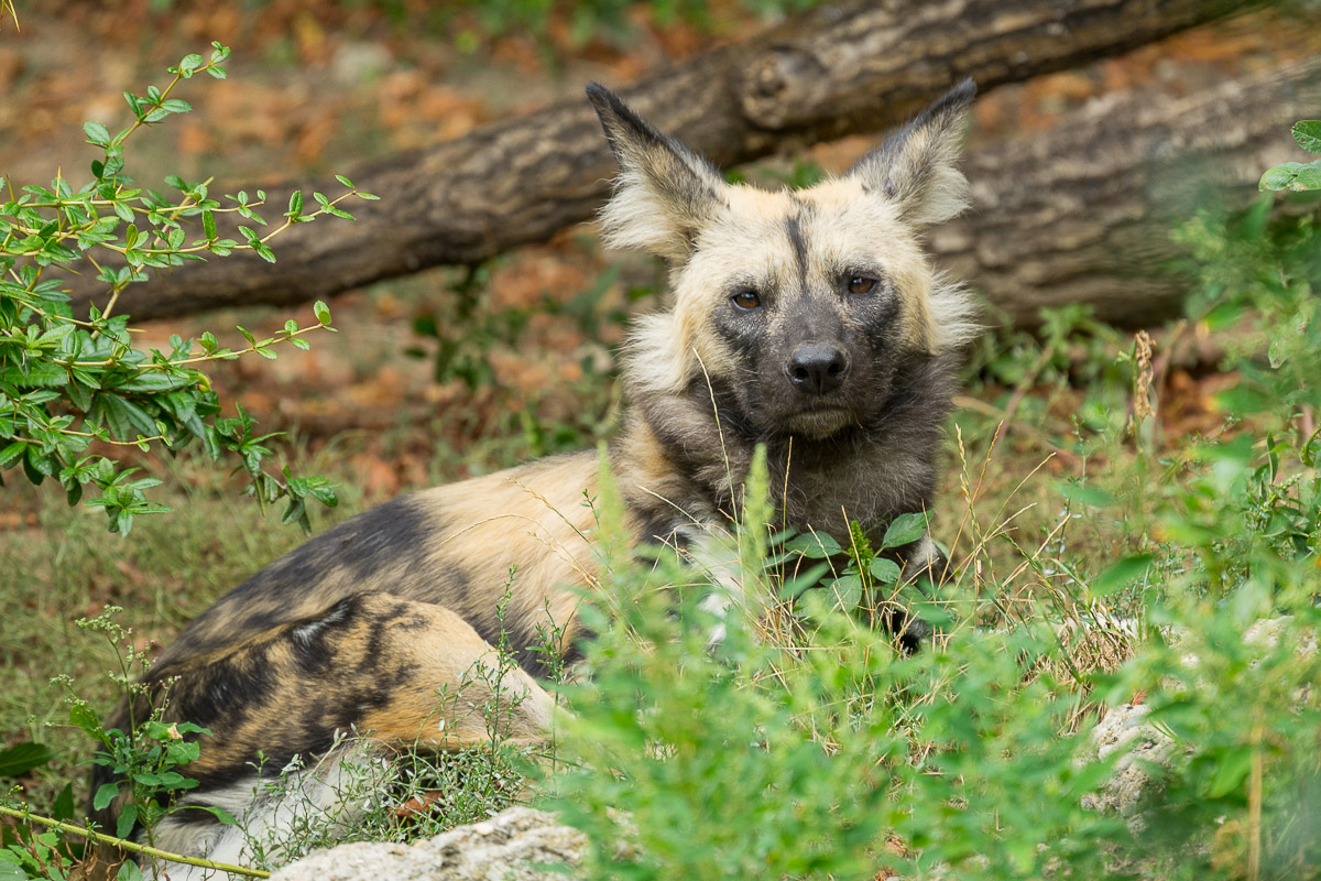 wild, hundelangweilig