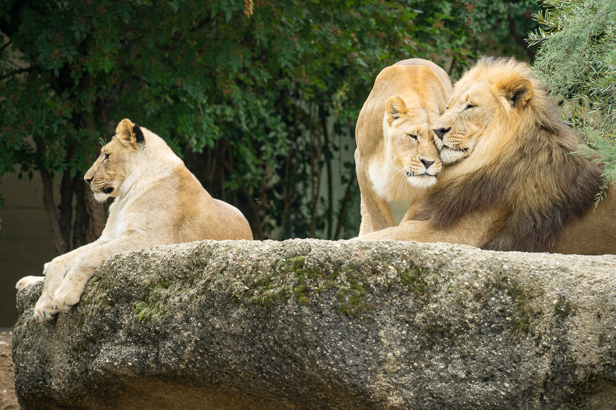 du musst nicht traurig sein