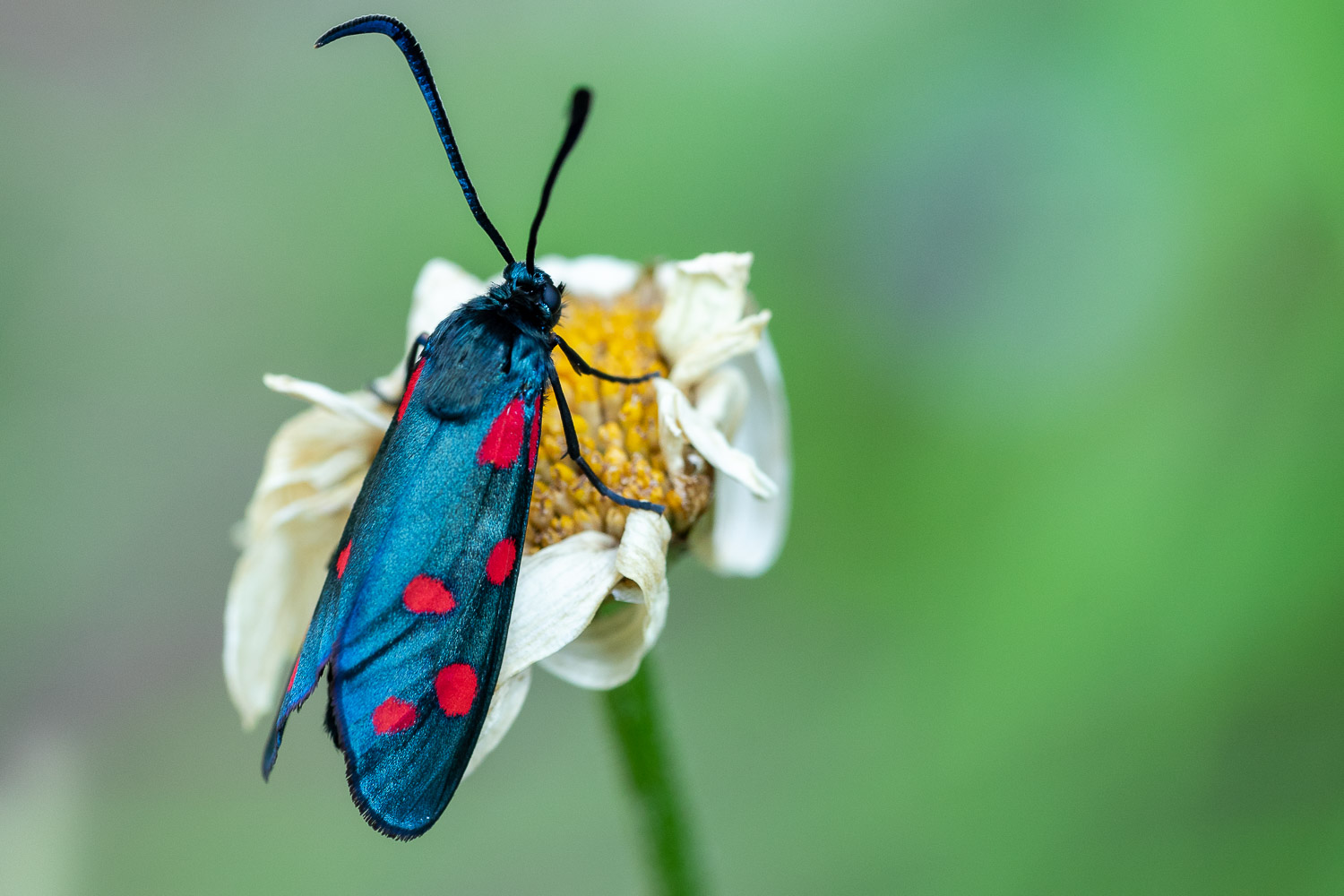 krabbeln, blutrot leuchten